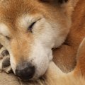 今話題のペット用ミ…