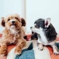 体臭が少ないと言わ…