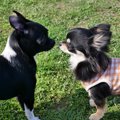 愛犬が他の犬と仲良…