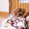 犬が室内で『快適に…