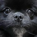 赤ちゃんポメラニア…