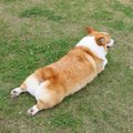 肛門腺絞りは本当に…