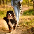 犬が散歩中に『飼い…