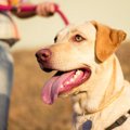 犬の「リーダー論」…