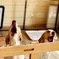 『犬の吠え方』でわ…