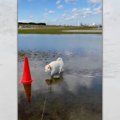 優雅すぎ♡水たまり散…