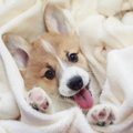 犬の飼い主が必ずす…