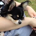 愛犬と旅行するため…