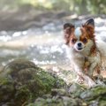 千葉県 愛犬と楽しめ…