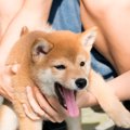 豆柴の成犬の大きさ…