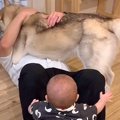 ハスキー犬と赤ちゃ…