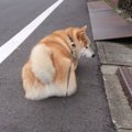 「面倒くさっ…」真面…