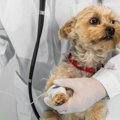 犬の『要麻酔』する…