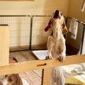 犬が『吠えていると…