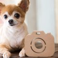 犬好きにはたまらな…