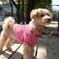 愛犬の衣類やタオル…