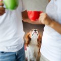 犬が『嫉妬』してい…