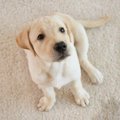 犬が室内でするマー…