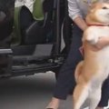 早く早くぅ～！車か…
