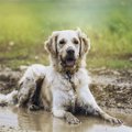 なぜ犬は「泥遊び」…