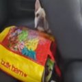 また真夏の犬の車中…