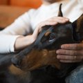 犬が飼い主に体をス…