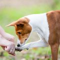 犬のQOL！老犬や病気…