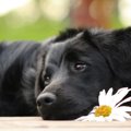 犬が視力を失う原因…