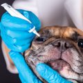 短頭種の犬の健康問…