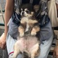 お出かけ中のチワワ…