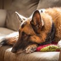 犬が腹痛の時に見せ…