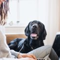 犬が飼い主に『言い…