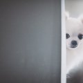 犬が飼い主から逃げ…