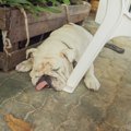 犬に絶対やってはい…