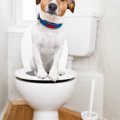 犬のうんちの量が普…