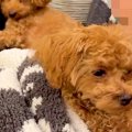 子犬を抱っこしたら…