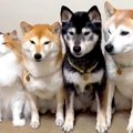 猫が『3匹の犬に育て…