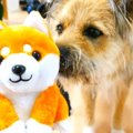 ワンちゃんに新しい…
