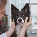 犬の『舌』でわかる…