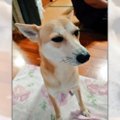 ヌッシに怒られてな…