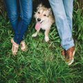 カップルで犬を飼う…