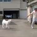 秋田犬ゆうきとのド…