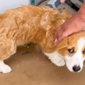 子犬が『初めての水…