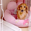 『ケージに閉じ込め…
