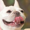 気分はHAPPY！犬の嬉…