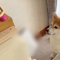 実家に帰省した犬→大…