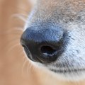 ピクピクさせるのは…