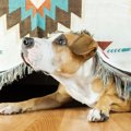 犬が地震前に『普段…