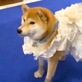 犬に結婚式で『リン…