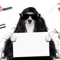 犬用泥パックの効果…
